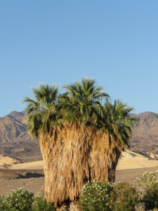 IMG_2272 Palm Tree in Death Valley!