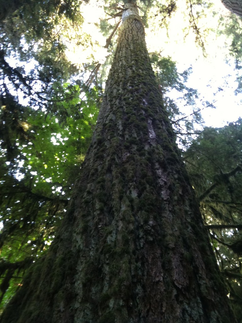 Cathedral Forest, Vancouver Island