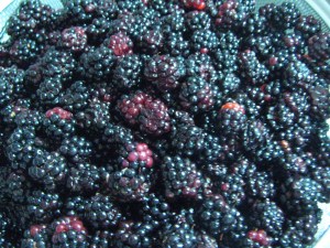 IMG_9487 Blackberries from my 'hood